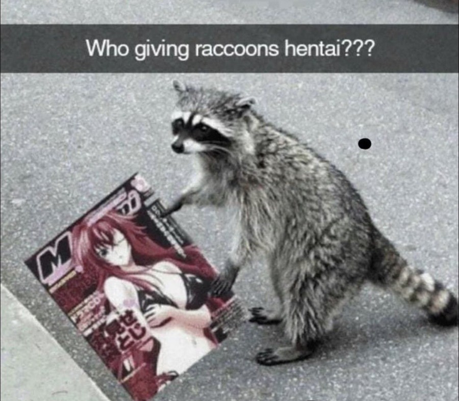Who's giving raccoons hentai? Thank you, whoever you are, kind pervert! Who's giving raccoons hentai? Thank you, whoever you are, kind pervert!