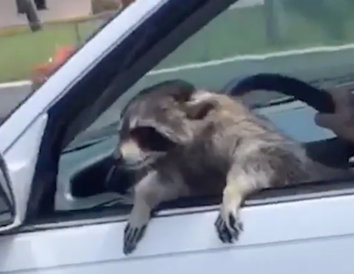Driver's License? I don't even have a dog license! No, I'm not a dog! Driver's License? I don't even have a dog license! No, I'm not a dog!